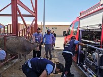 BOSTANIÇI - Van'da Hayvan Kurtarma Operasyonu