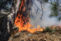 ORMAN YANGINI - Yangına Havadan, Karadan Müdahale Sürüyor