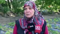 YOZGAT - Yozgat'ta 'Çilek Üreten Eller Projesi'