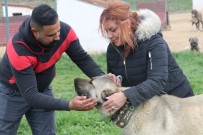 TAŞDELEN - Dünyayı Gezdi Aradığı Arı Irkı Sivas'ta Buldu