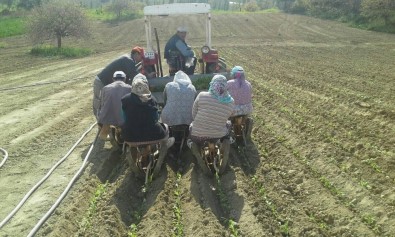 Gördes'te Tütün Dikimleri Başladı