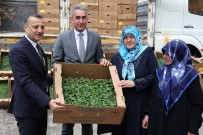 SEBZE ÜRETİMİ - Gümüşhane'de Çiftçilere 145 Bin Adet Domates Ve Salatalık Fidesi Dağıtıldı