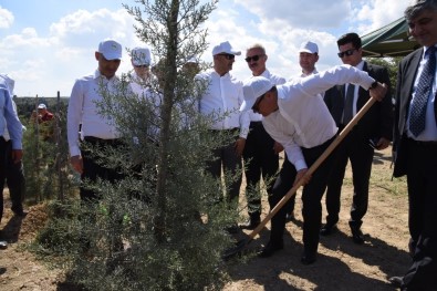 Manisa'da 400 Fidan Toprakla Buluştu