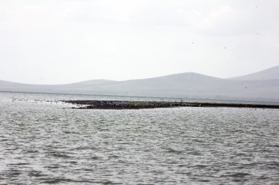 Martılar Su Seviyesi Artan Seyfe Gölü'ne Akın Etti