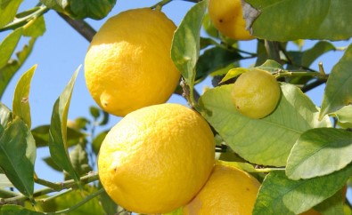 Nisan Ayının Zam Şampiyonu Limon Oldu