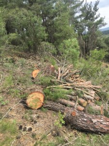 Ormandan Kaçak Ağaç Kesti, Para Cezası Yağdı