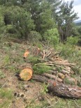ÇAM AĞACI - Ormandan Kaçak Ağaç Kesti, Para Cezası Yağdı