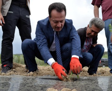 Vali Şentürk Köylülerle Beraber Karpuz Dikti