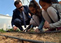 NAIF YAVUZ - Vali Şentürk, Öğrencilerle Fidan Dikti