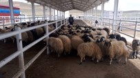 Van'dan Katar'a 30 Yıl Sonra Küçükbaş Hayvan İhracatı