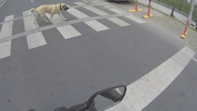 Yaya Geçidini Kullanan Köpek Kamerada
