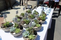 ELEKTRONİK ATIK - Büyükçekemece'de '1001' Zeytin Ağacı Fidanı Dikildi