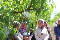 SIRKELI - Çiftçiler Sirke Sineğine Karşı 'Sirkeli Tuzak'la Mücadele Edecek