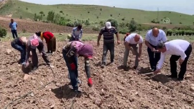 Çubuk'ta Salatalık Ekimi Başladı