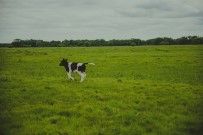 Polonya'da 185 Özgür İnek Kesilmekten Son Anda Kurtuldu