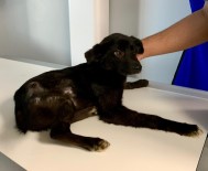 RADYOTERAPİ - Star Ve Kara'ya Umut Amerika'da Bulundu