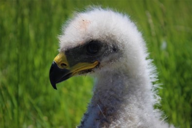 Van YYÜ'nün Sevimli Misafirleri