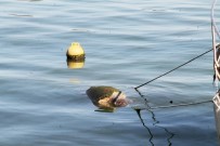 DENİZ KAPLUMBAĞALARI - Caretta Caretta Ölüsü Sahile Vurdu