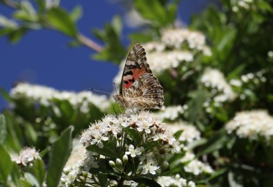 Elazığ'da Diken Kelebeği'nin Göçü