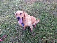 KEMOTERAPI - Gözlerinin Oyulduğu İddia Edilmişti, Sağlığına Kavuştu