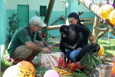 Hayvanat Bahçesindeki Şempanzelere Sürpriz Doğum Günü Partisi