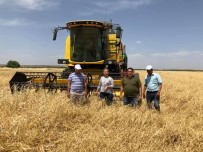 Kilis'te Hububat Hasadı Başladı