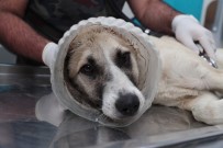 SU KAYBI - (Özel) Kafası Bidona Sıkışan Köpek Tekrar Hayata Döndürüldü