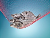 LITVANYA - Polonyalıların Sofralarına Türk Balıkları Lezzet Katacak