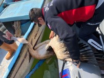 GÖLYAZı - Ağlara Takılan Pelikanı Jandarma Ekipleri Kurtardı