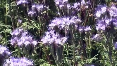 Arı Ölümlerine 'Arı Otu' Çare Olacak