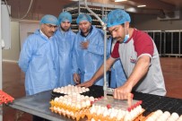 MAHMUT DEMIRTAŞ - Vali Demirtaş, Beyza Piliç Tesislerinde İncelemelerde Bulundu