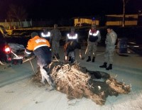 İNCİ KEFALİ - Van'da 500 Kilo Ölü İnci Kefali Ele Geçirildi