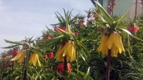 Van'da 'Hüzün Çiçeği' Ters Laleler Açtı