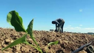 Güneydoğu'da Sebze Fideleri Toprakla Buluşuyor
