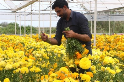 İşçi Olarak Başladığı Seralarda Bugün Yurt Dışına Çiçek İhraç Ediyor