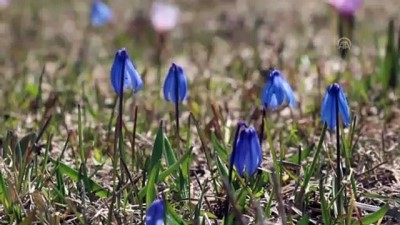 Kars'ta Baharın Gelmesiyle Görsel Şölen Oluştu