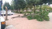 YUNUSEMRE - Manisa'da Şiddetli Rüzgar Ağaçların Kırılmasına Ve Devrilmesine Neden Oldu