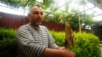 AVCILIK - Nesli Tükenme Tehlikesindeki Yaralı Kuş Tedavi Altına Alındı