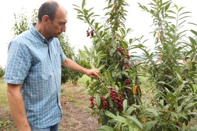 ODÜ'de 'Karayemiş' Çeşitleri Tescillendi