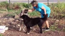 UZUV - Otomobile Bağlanarak Sürüklenen Köpek Sağlığına Kavuştu
