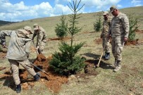 Askerler 500 Ladin Fidanı Dikti