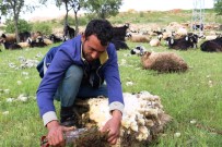 KOYUN KIRKMA - Diyarbakır'da Koyun Kırma Sezonu Başladı