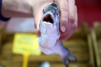 KIRMIZI ET - Balığa Ramazan Ayarı