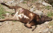 KEÇİ - Kurtlar Buzağıları Telef Etti