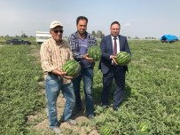 Karpuzun Dönümü 6 Bin 500 TL