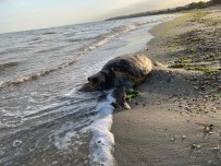 MEHMET EMİN BİRPINAR - (ÖZEL) Silivri'de Ölü Caretta Caretta Kıyıya Vurdu