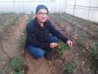 SOLUCAN GÜBRESİ - Tarımda Solucan Gübresi Farkı