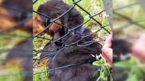 SARAYCıK - Tel Örgülere Sıkışan Köpeği Duyarlı Vatandaş Kurtardı
