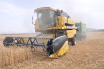 GÜBRE - İslahiye'de Buğday Ve Arpa Hasadı Başladı