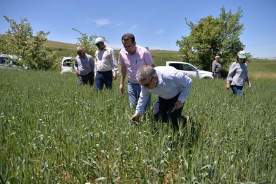 Kayseri'de Süne Zararlısı İle Mücadele Eden Personelin İzinleri İptal Edildi